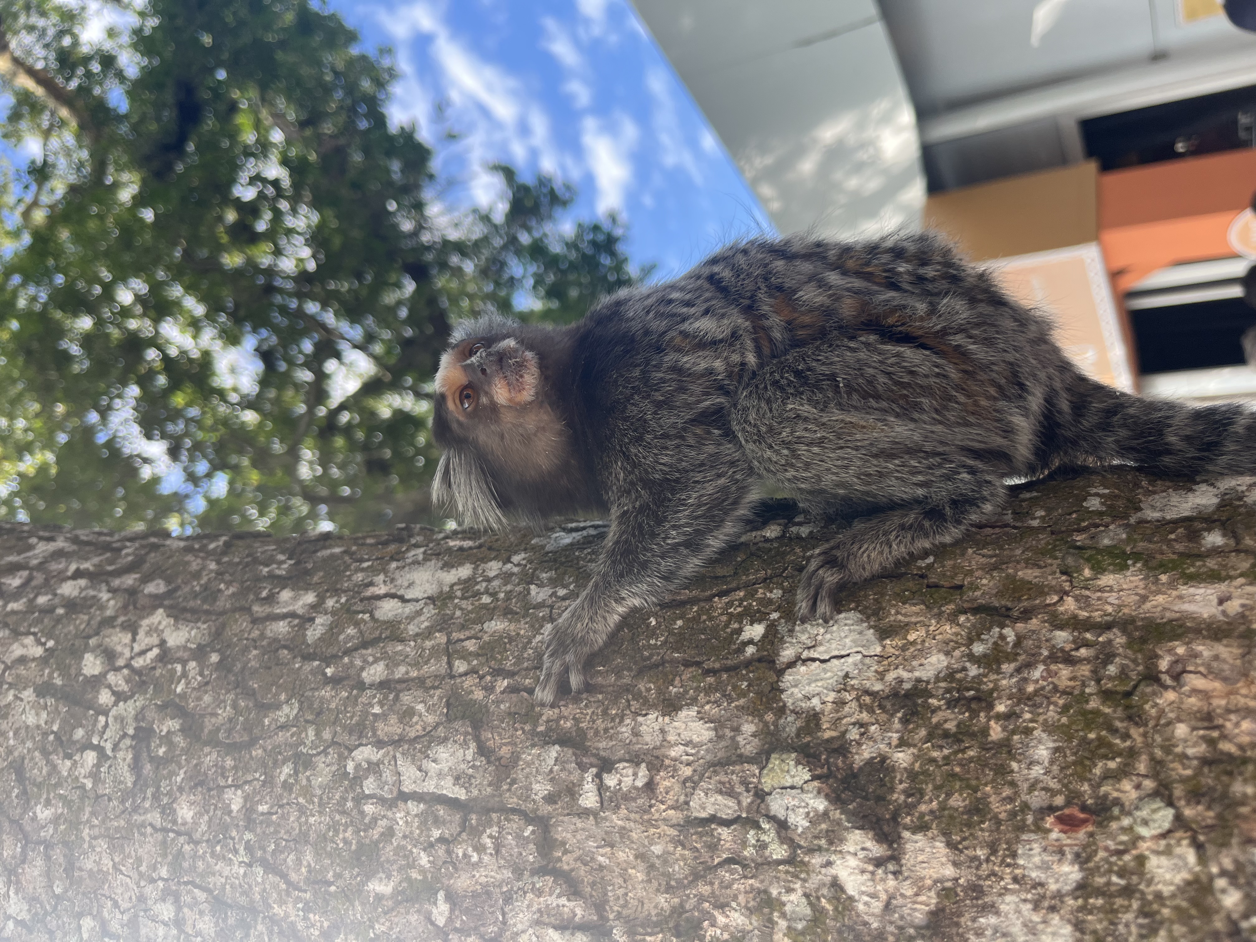 Ein Mico, so heissen diese Affen auf Portugiesisch.