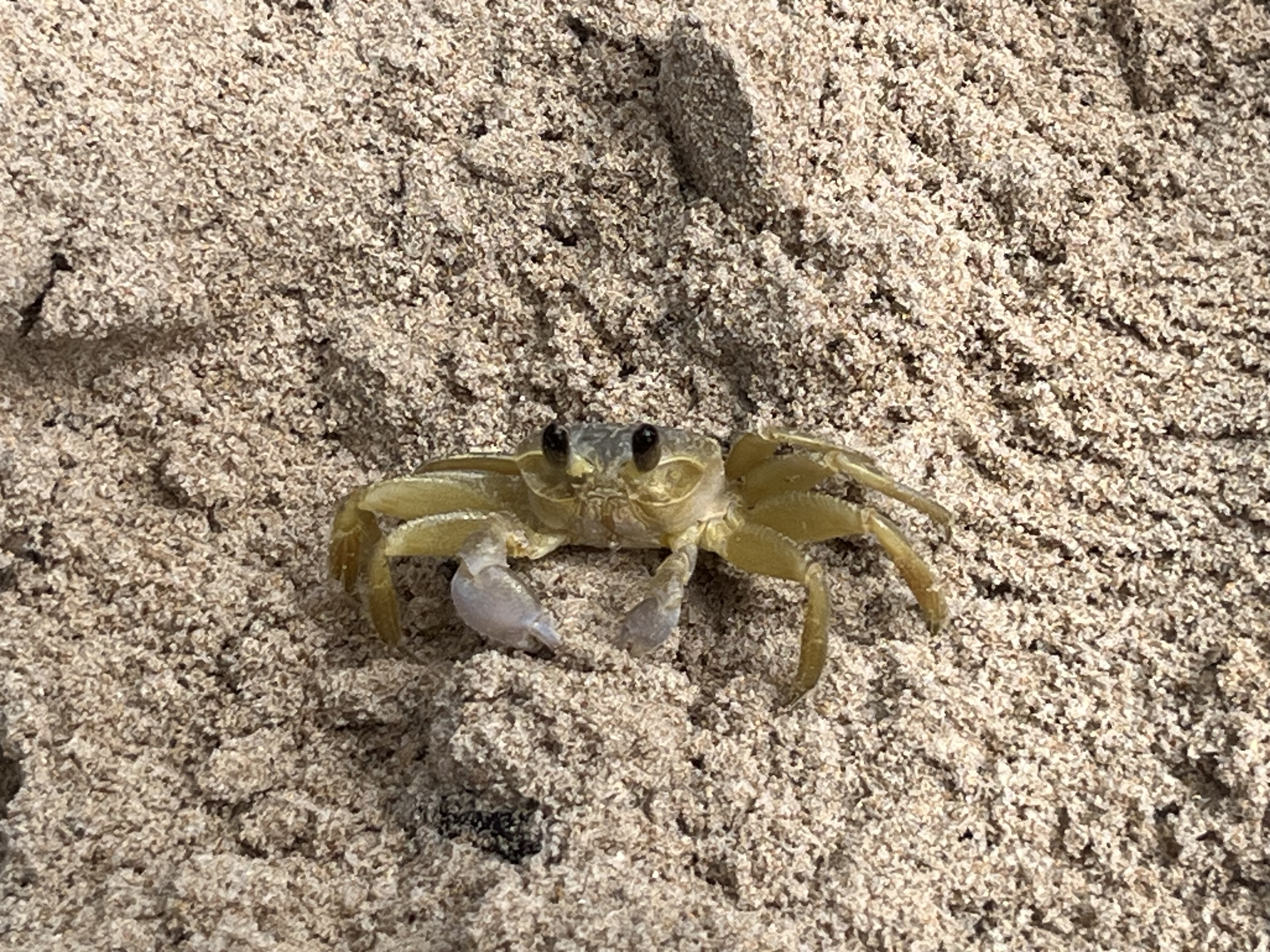 Ilha Boipeba